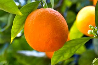 Citrus sinensis (naranjo)