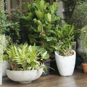 ubicacion plantas ubicacion plantas